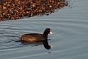 Coot